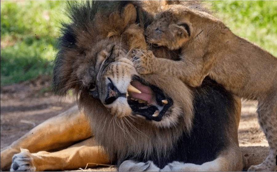 내 아들이 죽지 않고 살아있는 건 귀엽기 때문 | 인스티즈