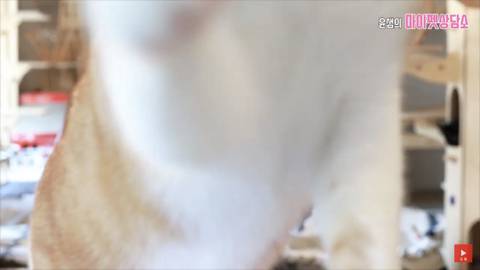 고양이 좋아 하는 사람만. (심쿵) | 인스티즈