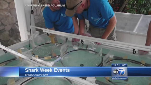 수족관에 백상아리가 없는 이유 | 인스티즈