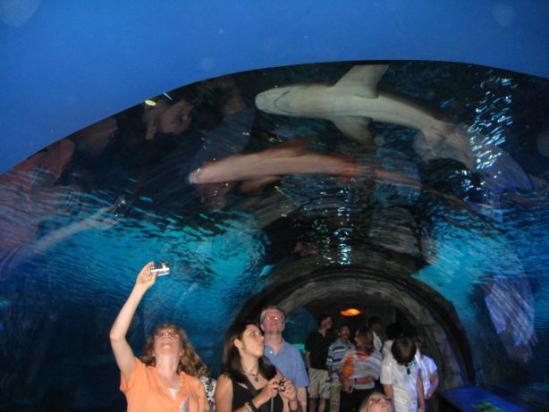 수족관에 백상아리가 없는 이유 | 인스티즈