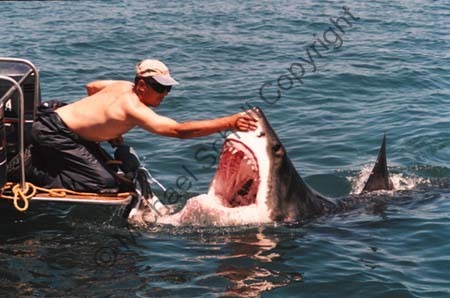 수족관에 백상아리가 없는 이유 | 인스티즈