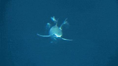 수족관에 백상아리가 없는 이유 | 인스티즈