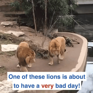 몸개그하는 사자 | 인스티즈