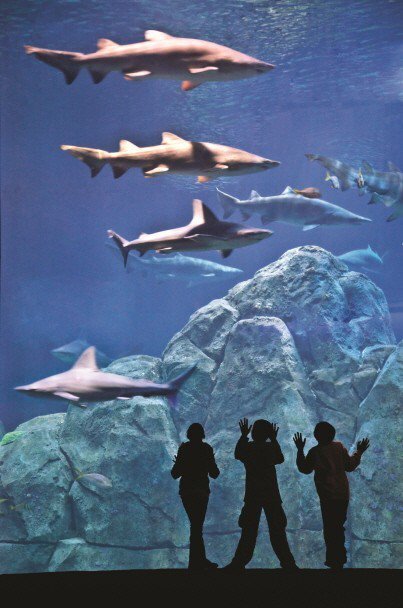 수족관에 백상아리가 없는 이유 | 인스티즈