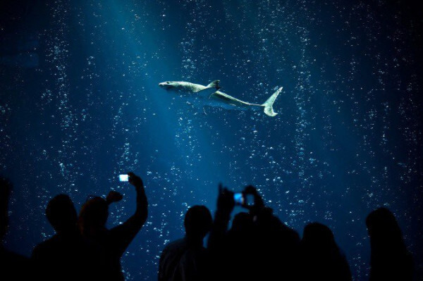 수족관에 백상아리가 없는 이유 | 인스티즈