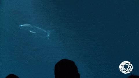 수족관에 백상아리가 없는 이유 | 인스티즈