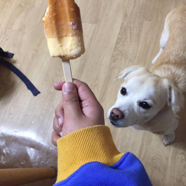 강아지에게 먹을걸로 놀리면 | 인스티즈