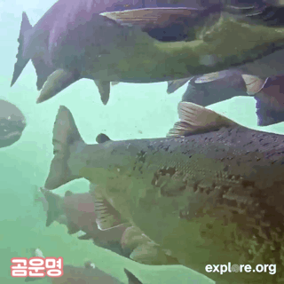 연어들이 갑자기 사라짐 | 인스티즈