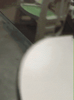 놀다가 주인 만난 댕댕이.gif | 인스티즈