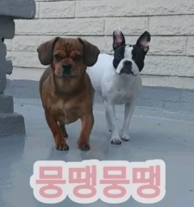 강아지에게 말을 가르쳤더니 말문이 터졌습니다 .YouTube | 인스티즈