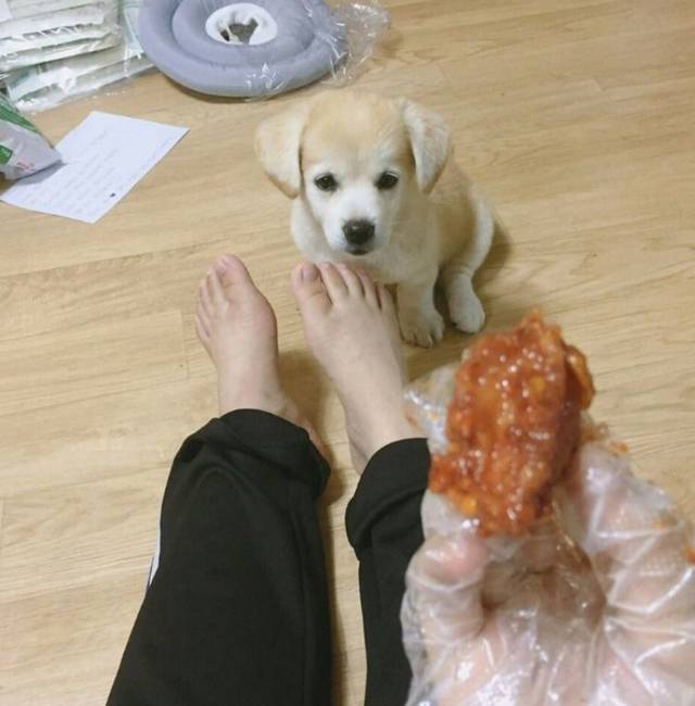 강아지에게 먹을걸로 놀리면 | 인스티즈