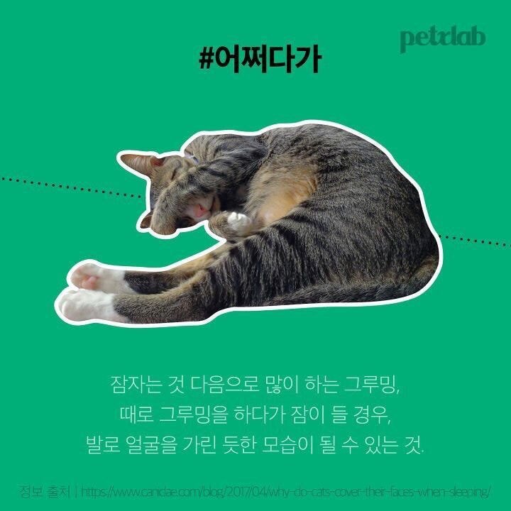 고양이가 잘때 발로 얼굴을 가리는 이유.JPG | 인스티즈