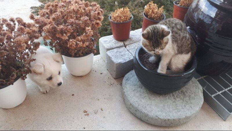 집을 빼앗겨버린 댕댕이...JPG | 인스티즈