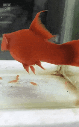 물고기 출산 장면.gif | 인스티즈