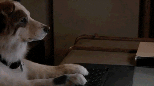 고양이가 잘때 발로 얼굴을 가리는 이유.JPG | 인스티즈