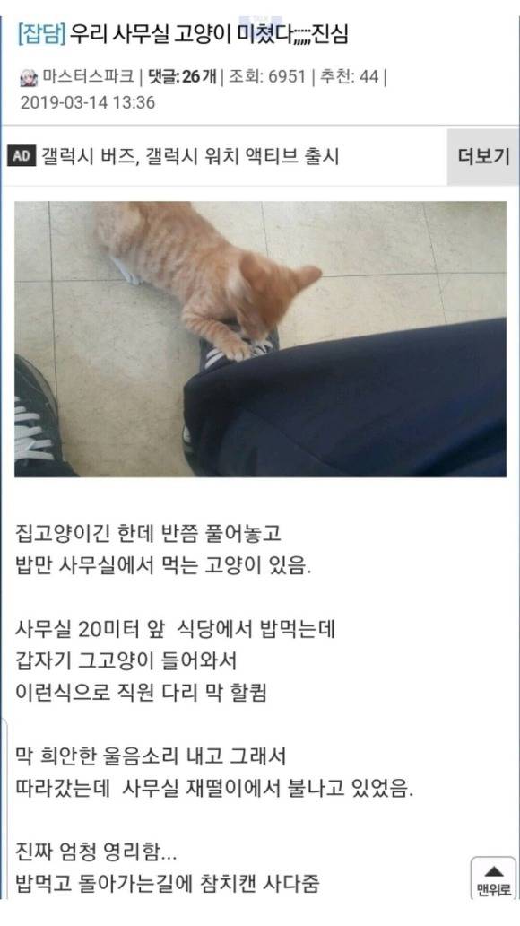 우리 사무실 고양이 미쳤다 진심 | 인스티즈