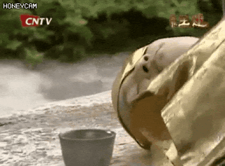 다시 부활하는 아이즈원.gif | 인스티즈