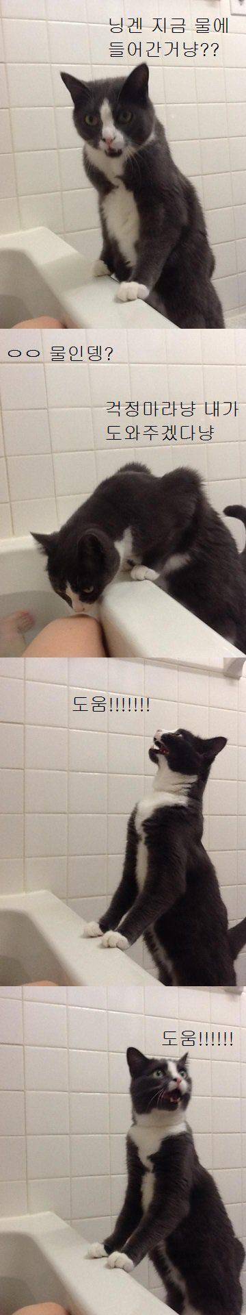 물에 빠진 집사를 구하려는 냥이 | 인스티즈