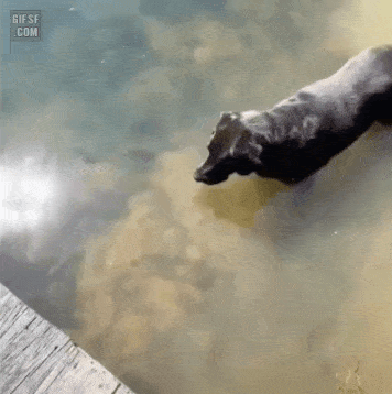 댕댕이의 물고기 사냥법.gif | 인스티즈