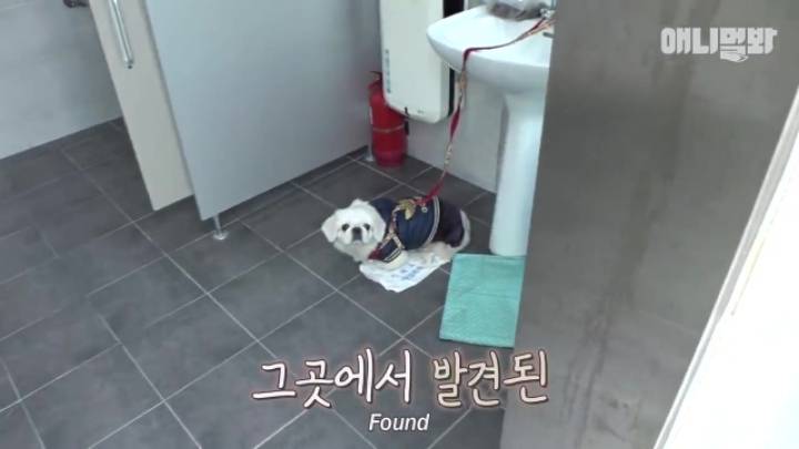 산책로 화장실에 유기된 강아지의 사연.jpg | 인스티즈