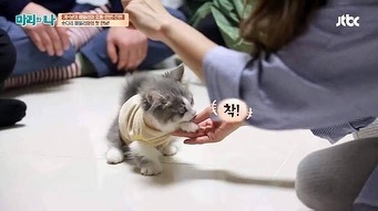 고양이도 손 달라는 말 알아들어요.jpg | 인스티즈