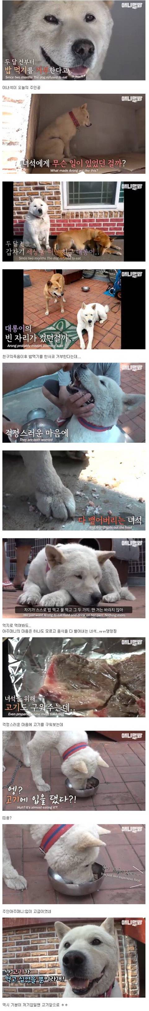 친구를 잃고 심음을 전폐하는 댕댕이 | 인스티즈