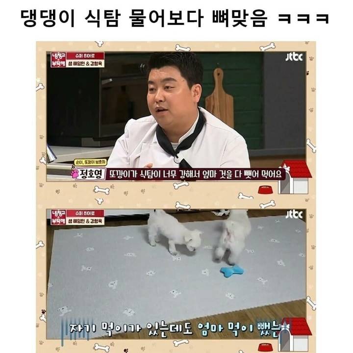 댕댕이 식탐 물어보다 뼈맞음.jpg | 인스티즈