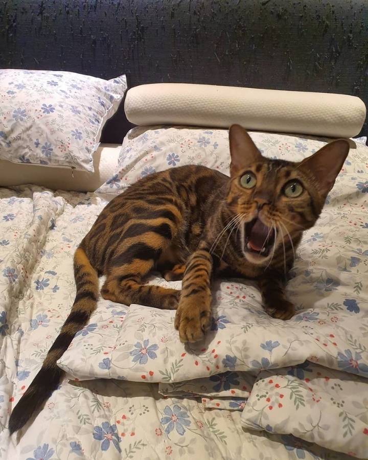 2020년 첫 고양이 첵스 | 인스티즈