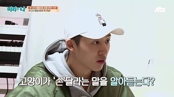 고양이도 손 달라는 말 알아들어요.jpg | 인스티즈