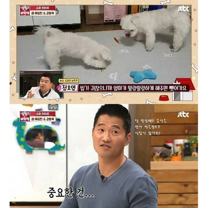 댕댕이 식탐 물어보다 뼈맞음.jpg | 인스티즈