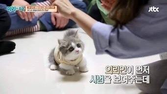 고양이도 손 달라는 말 알아들어요.jpg | 인스티즈