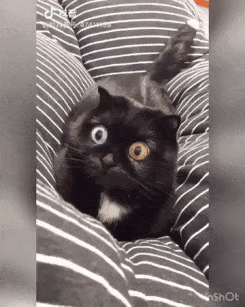 동공확장 오드아이 고양이 | 인스티즈