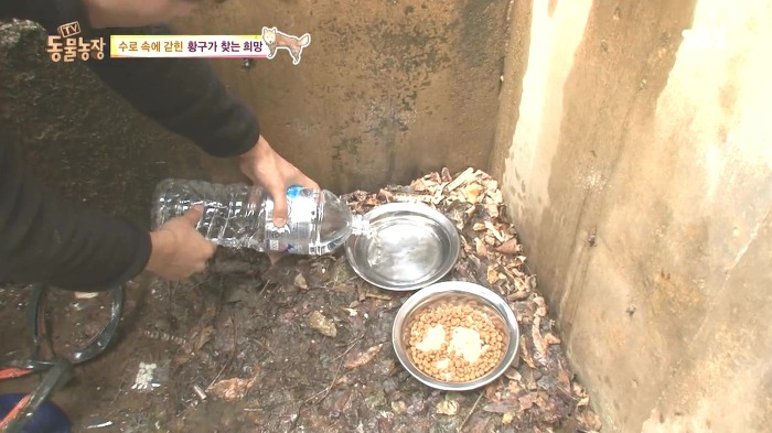 [동물농장] 수로 속에 갇힌 황구가 찾는 희망.JPG (감동주의) | 인스티즈
