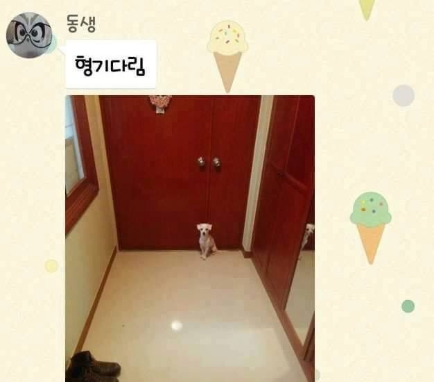 주인님 기다리는 댕댕이들 | 인스티즈