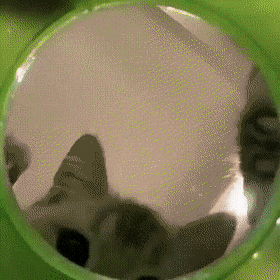 무슨 생각하는지 알 수 없는 동물 | 인스티즈