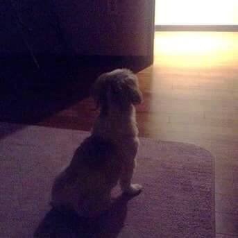 주인님 기다리는 댕댕이들 | 인스티즈