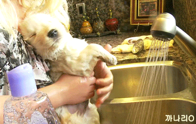 목욕하는 리트리버.gif | 인스티즈