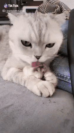 간식 핧는 고양이.gif | 인스티즈