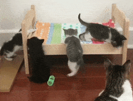 아직 몸 쓰는게 서툰 아기 고양이.gif | 인스티즈