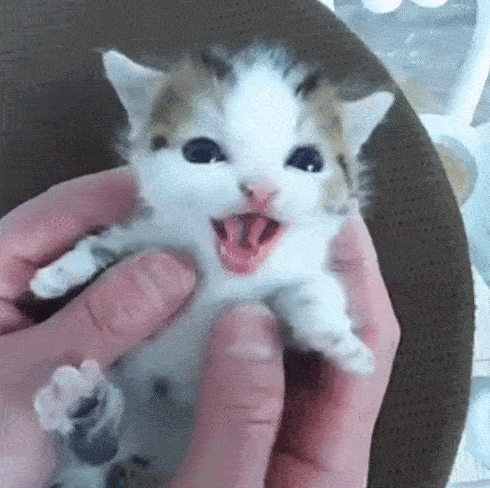 아기 고양이.gif (심쿵주의) | 인스티즈