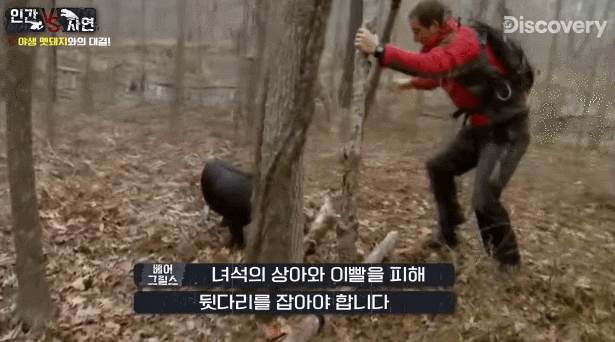 돼지 사냥하는 베어그릴스.gif | 인스티즈