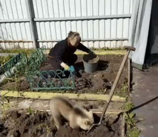 집에서 키우는 곰.gif | 인스티즈