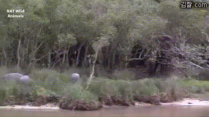 겁이 많은 동물 갑 | 인스티즈