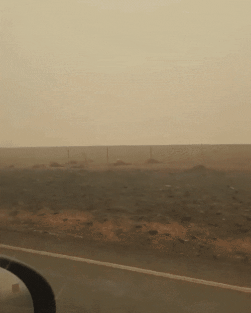 호주 대형 산불로 인해 죽은 야생동물들(시체주의) | 인스티즈