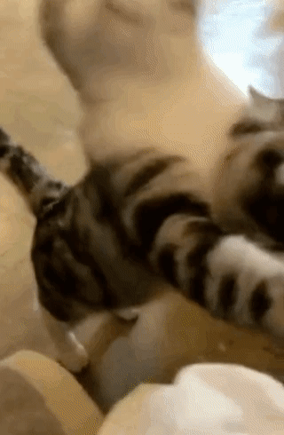 간식 구걸냥이들.gif | 인스티즈