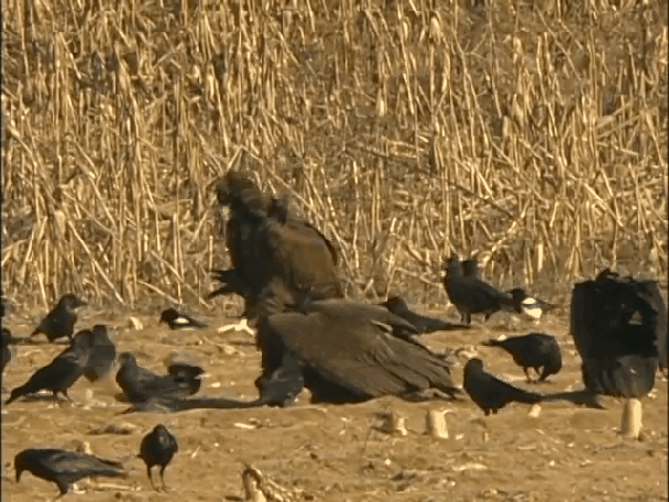 독수리 체감짤 . 그리고~ | 인스티즈