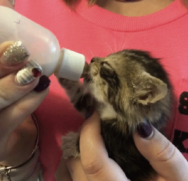 밥 먹는 아기 냥이들 | 인스티즈