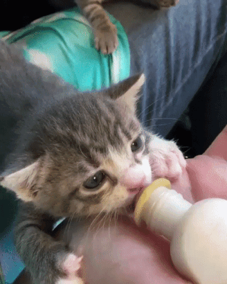 밥 먹는 아기 냥이들 | 인스티즈