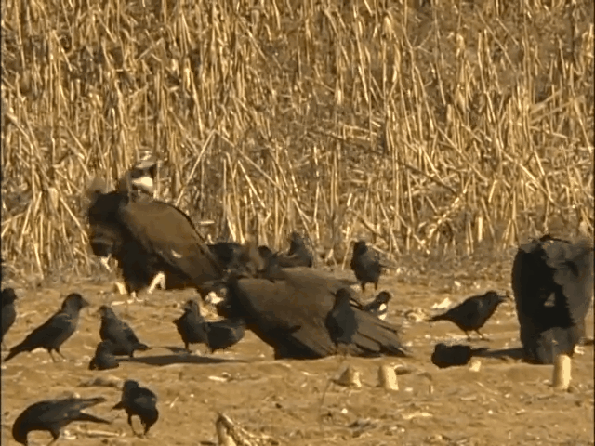 독수리 체감짤 . 그리고~ | 인스티즈