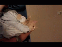 집사의 손길이 내게 닿을때 | 인스티즈